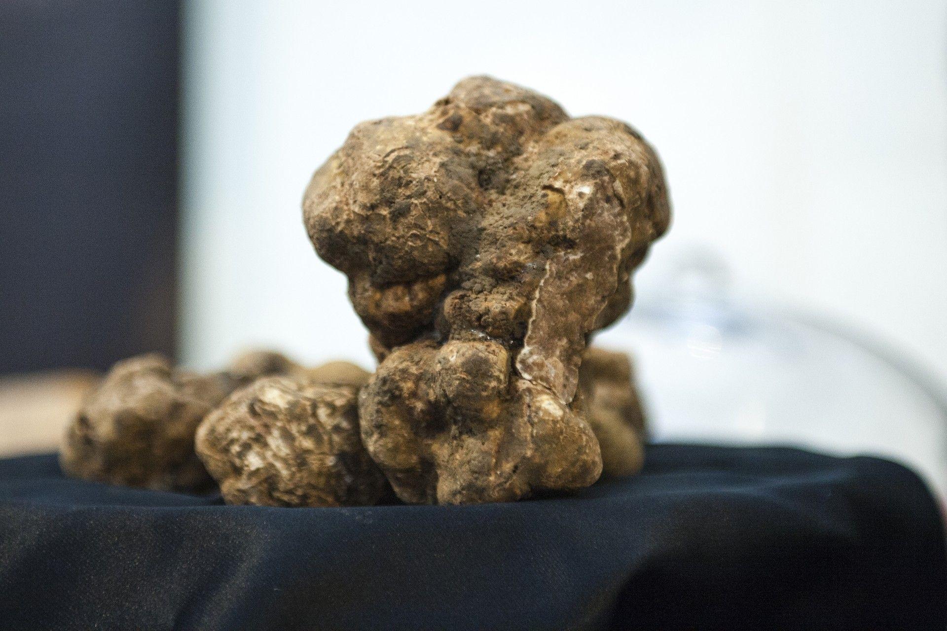 White and black truffle Motovun forest Colours of Istria