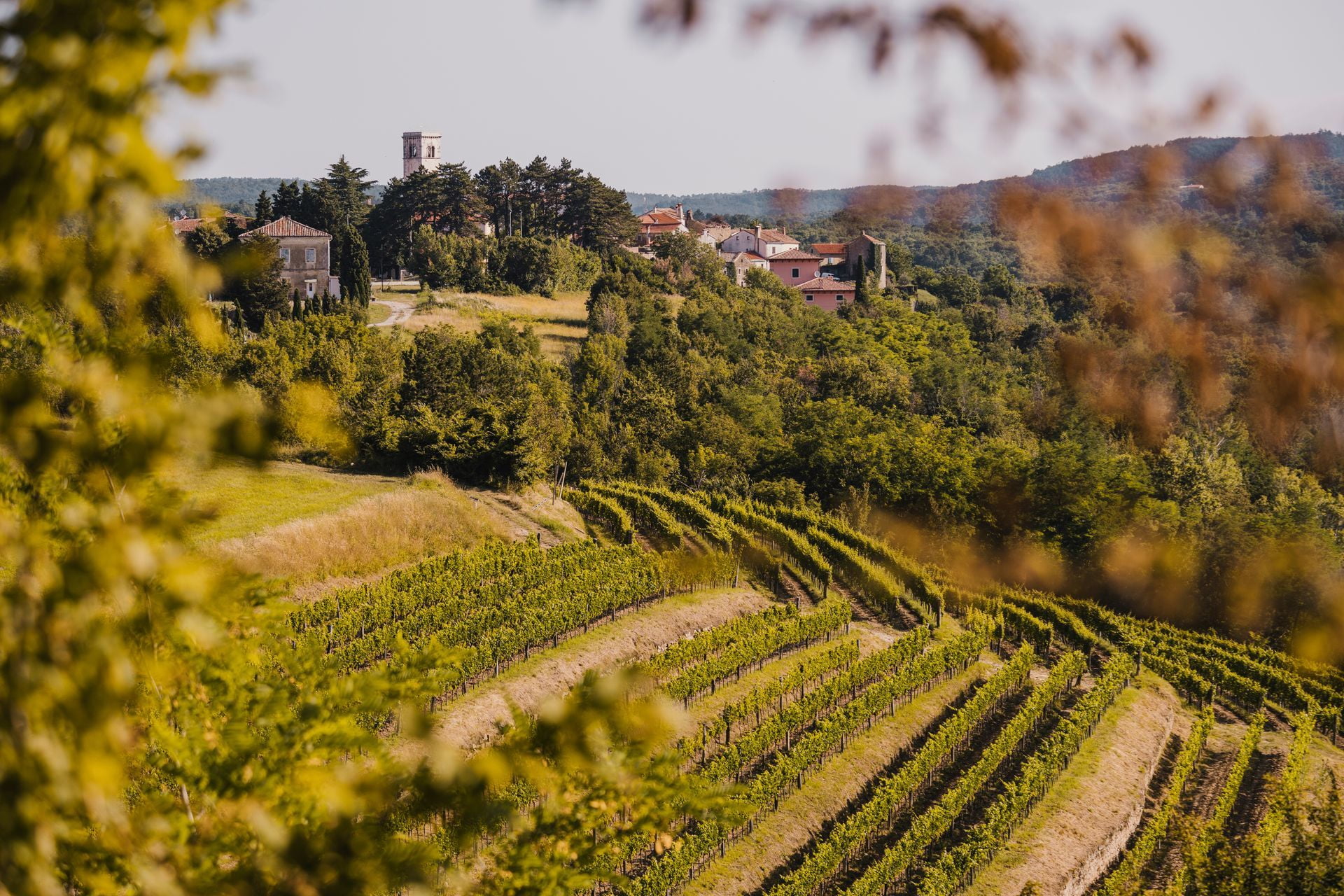 Vineyards and countryside around Oprtalj